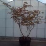  Acer japonicum 'Aconitifolium'