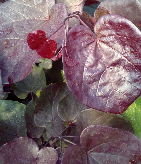 Cercis canadensis 'The Rising Sun'