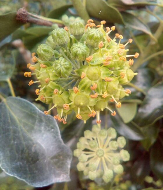 Hedera helix 'Honeymaker'