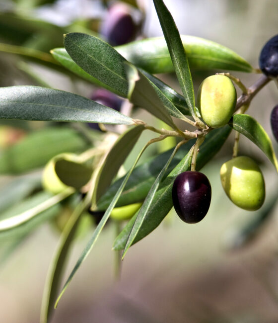 Olea Europaea