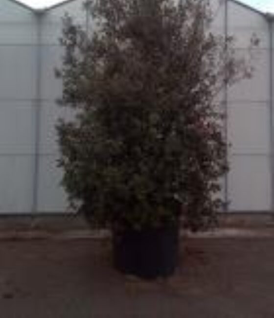 Quercus Ilex