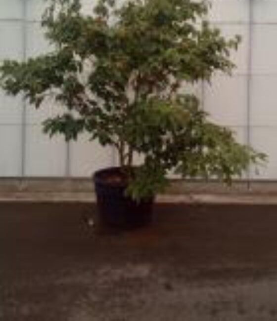 Cornus kousa 'Galileon'