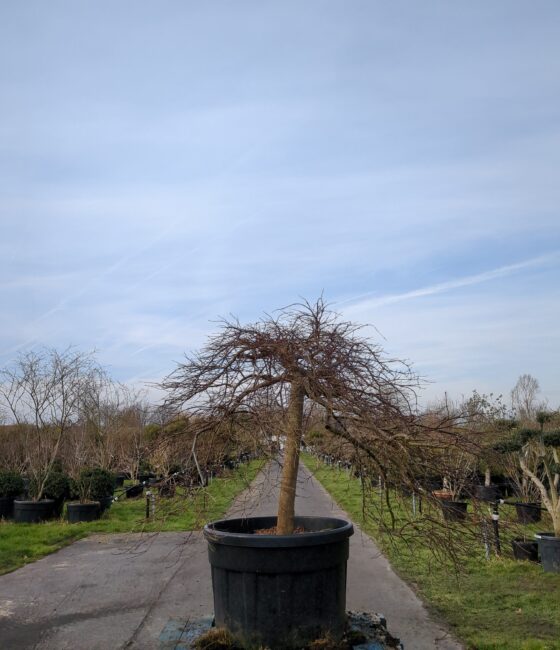 Acer palmatum dissectum atropurpureum