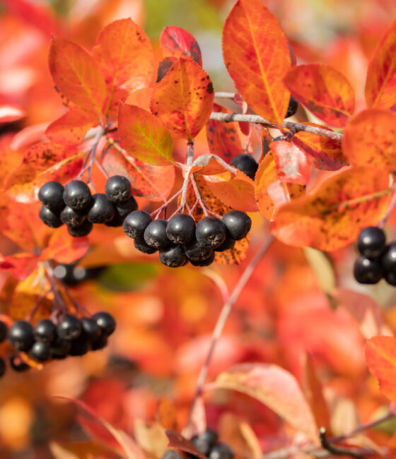 Aronia prunifolia 'Viking'