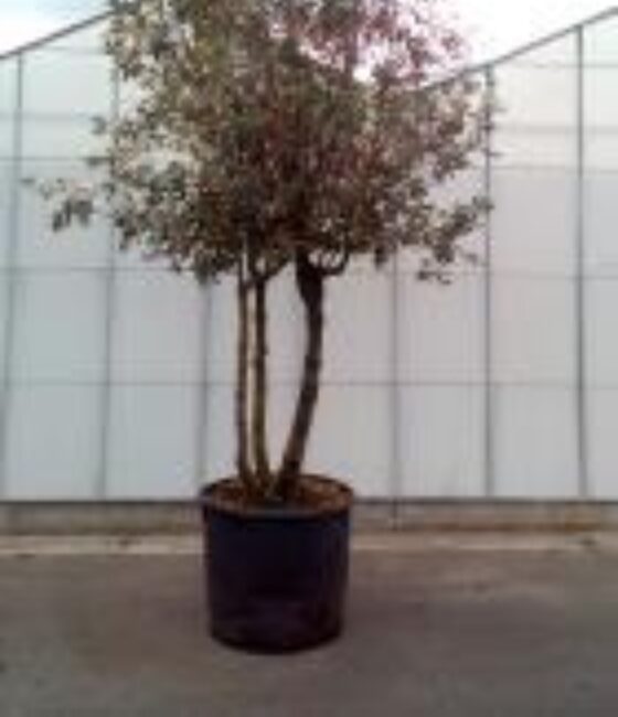 Quercus Ilex