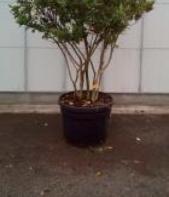 Ligustrum japonicum 'Texanum'