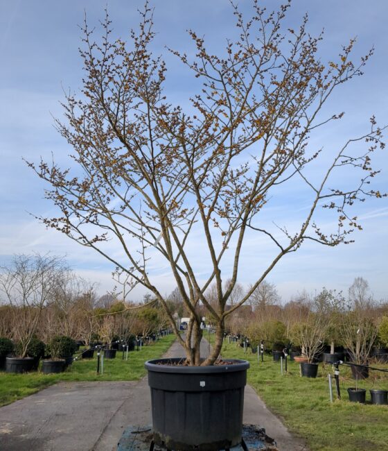 Hamamelis intermedia 'Arnold Promise'