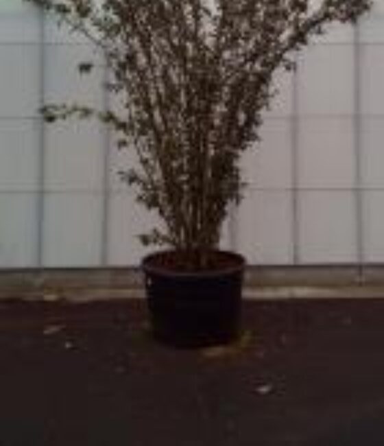 Viburnum bodnantense 'Dawn'