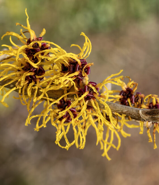 Hamamelis intermedia 'Arnold Promise'