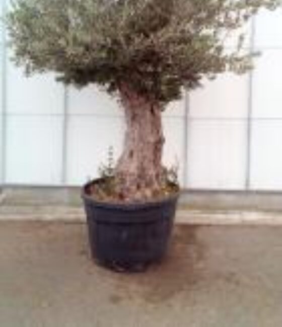 Olea Europaea Picual