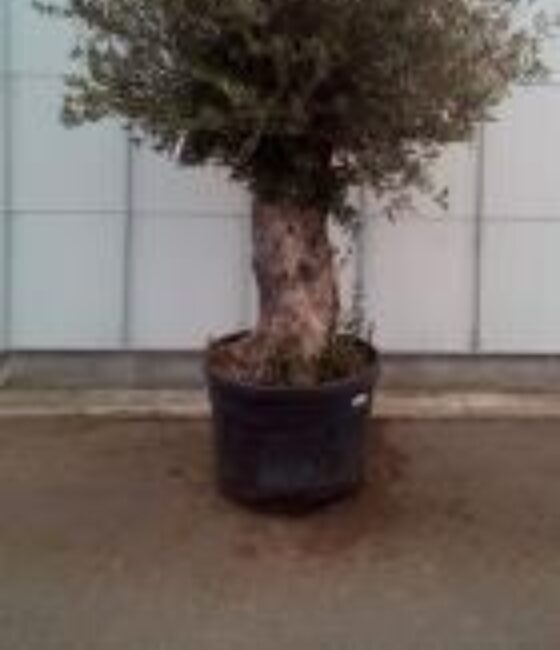 Olea Europaea Picual