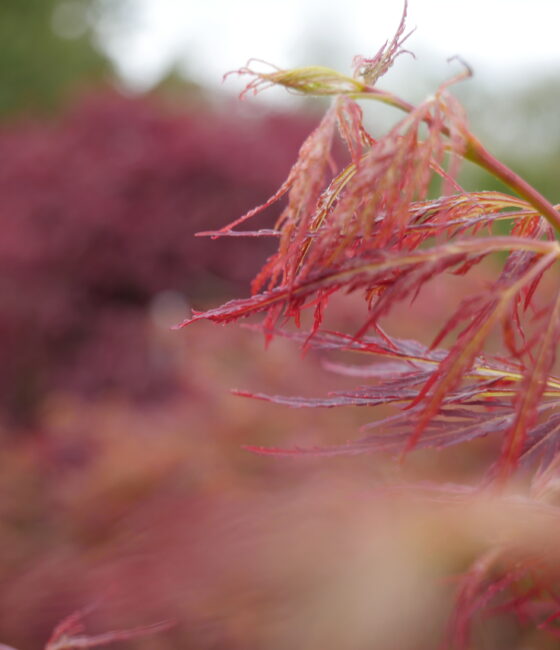 Acer palmatum 'Burgundy Lace'