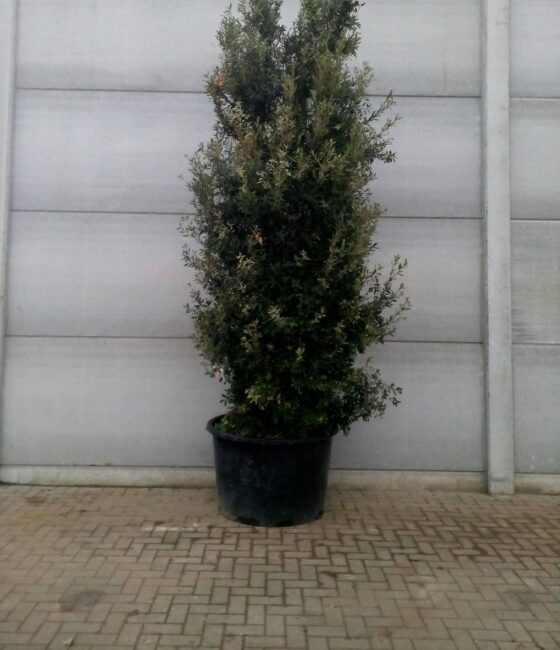 Quercus Ilex