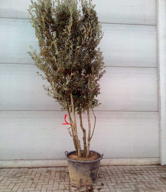 Quercus Ilex