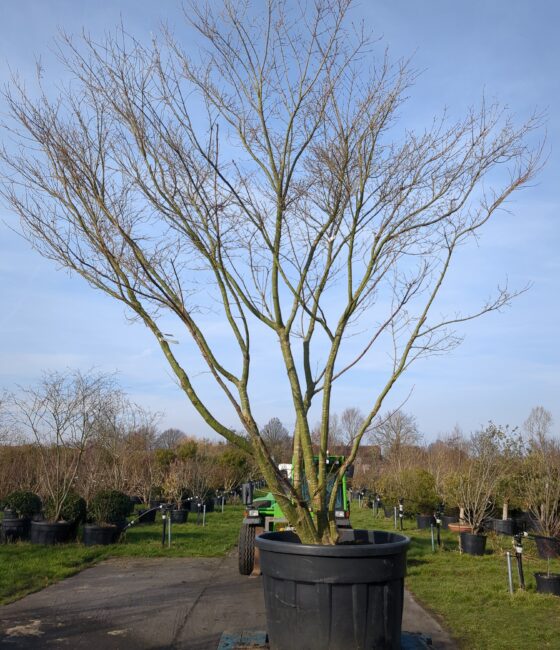 Acer palmatum