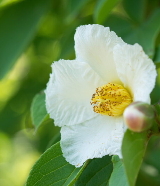 Stewartia Pseudocamellia