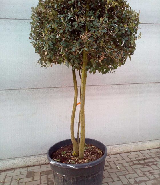 Quercus Ilex