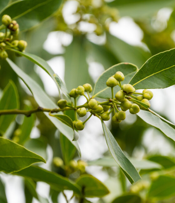 Laurus Nobilis