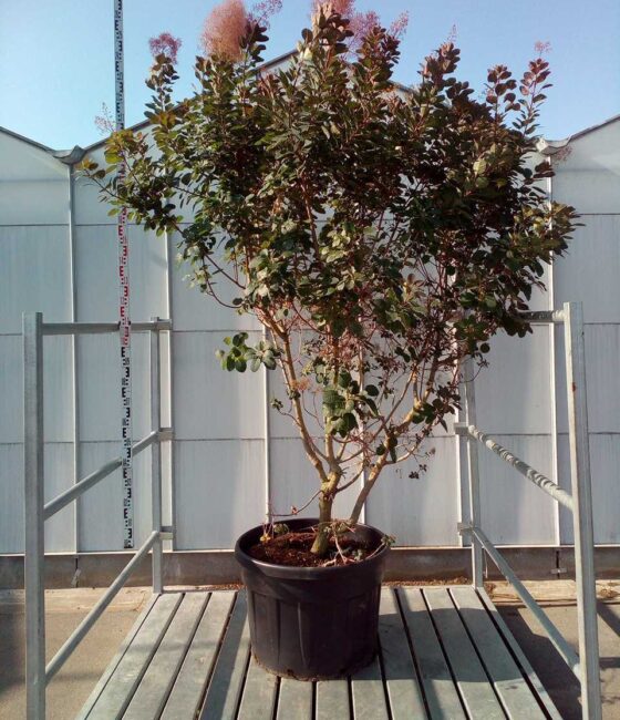 Cotinus coggygria 'Red Head'