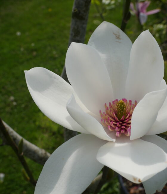 Magnolia 'Spectrum'       (donker rose bloem)