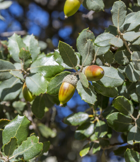 Quercus dentata 'Carl Ferris Miller'