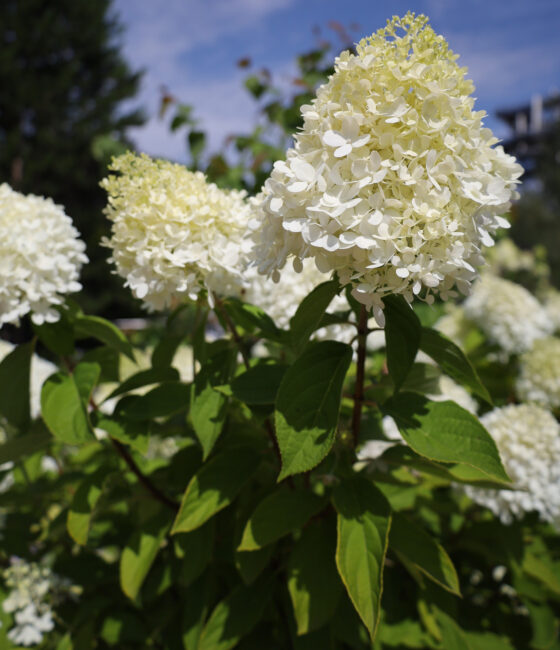 Hydrangea aspera 'Mauvette'