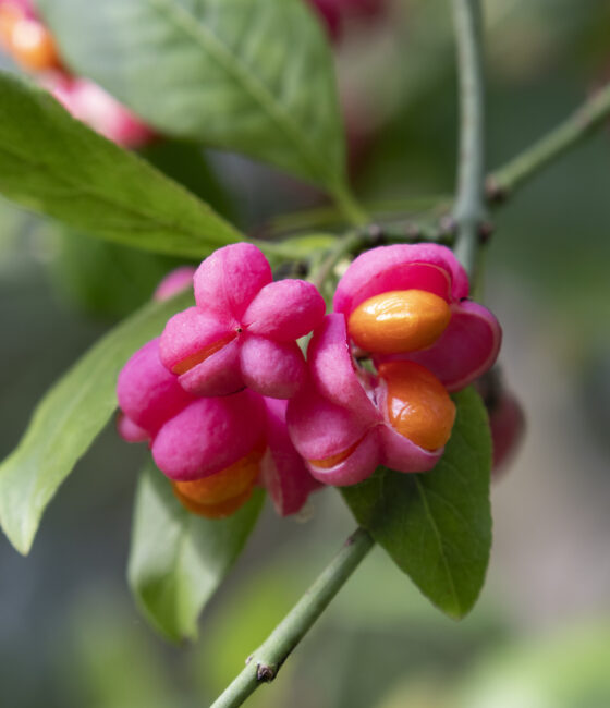 Euonymus alatus