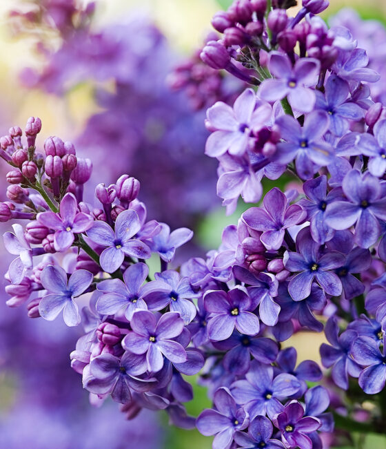 Syringa microphylla 'Superba'