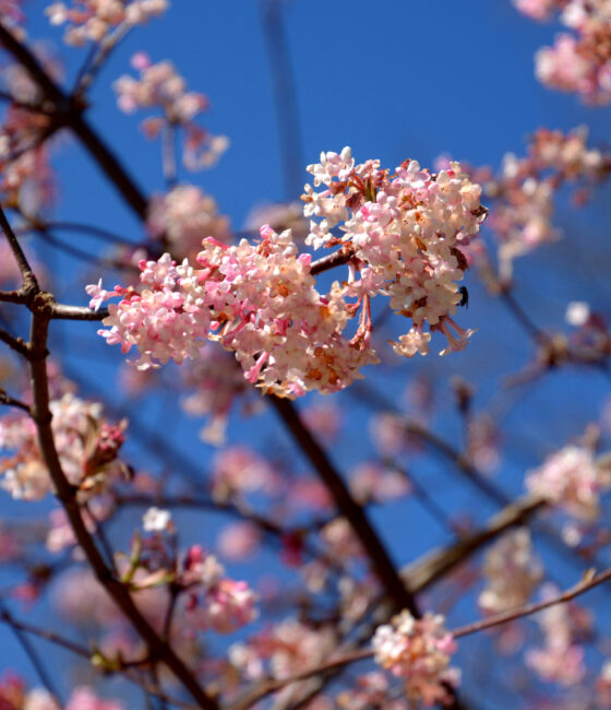 Viburnum plicatum 'Mariesii'