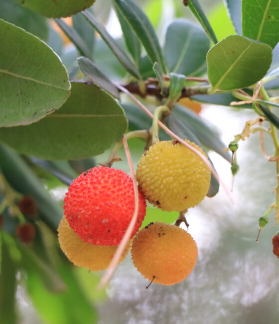 Arbutus Unedo