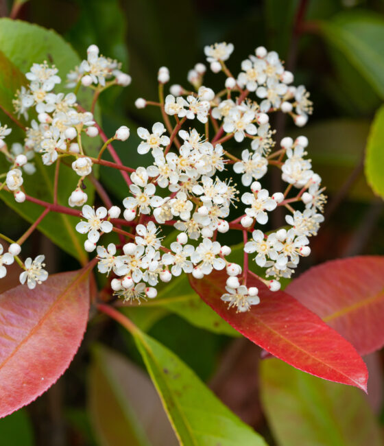 Photinia fraseri 'Red Robin'