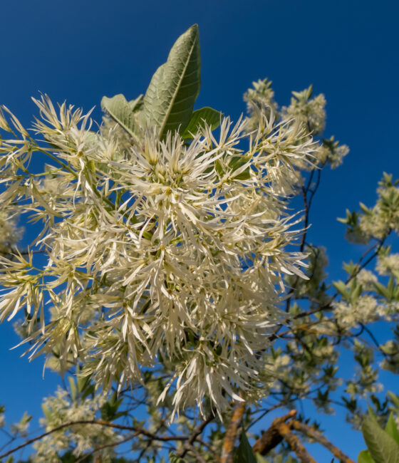 Chionanthus virginicus