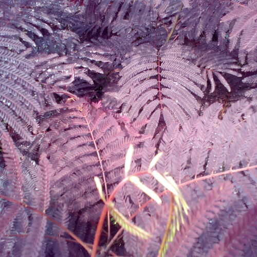 Albizia