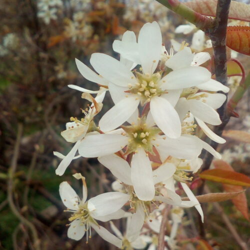 Amelanchier