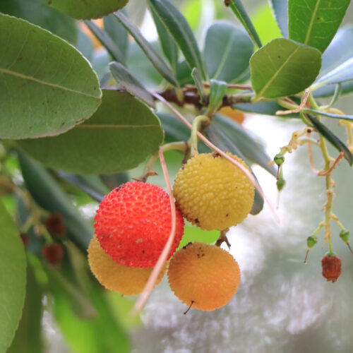 Arbutus