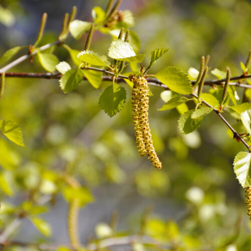 Betula