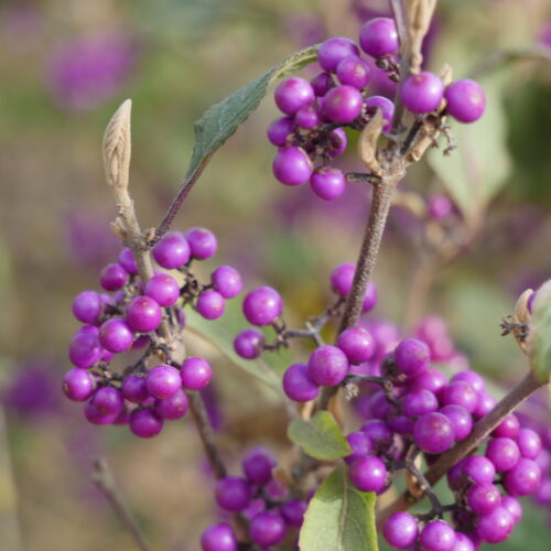 Callicarpa