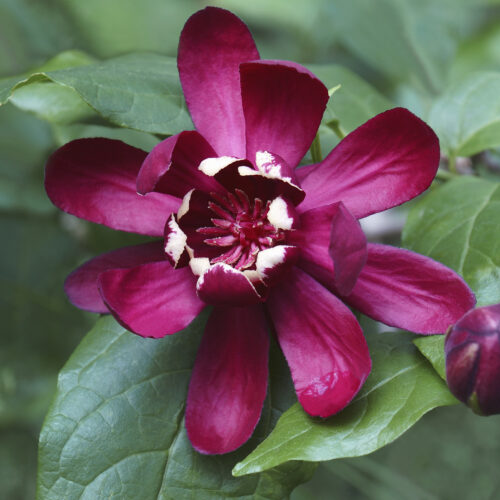 Calycanthus