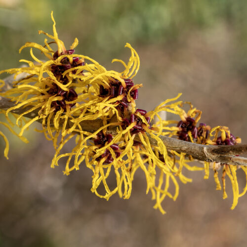 Hamamelis