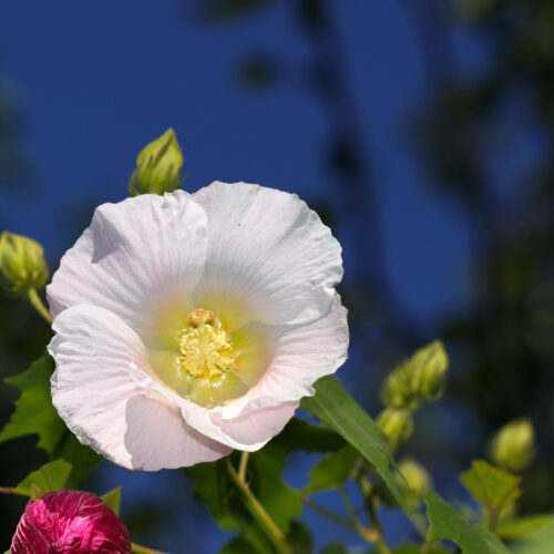 Hibiscus