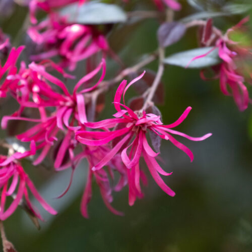 Loropetalum