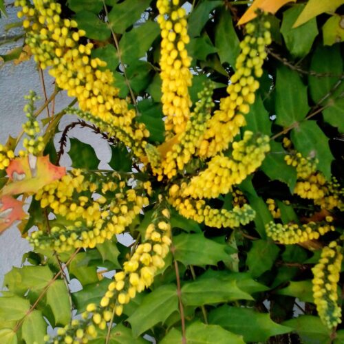 Mahonia