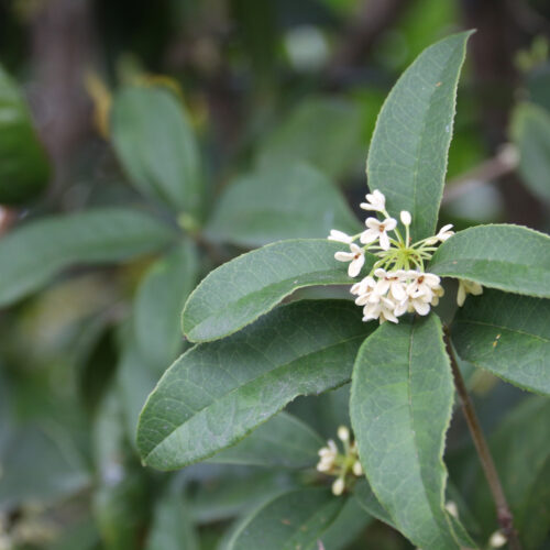 Osmanthus