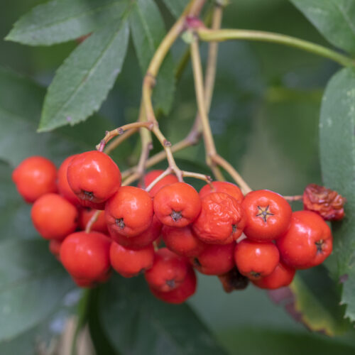 Sorbus