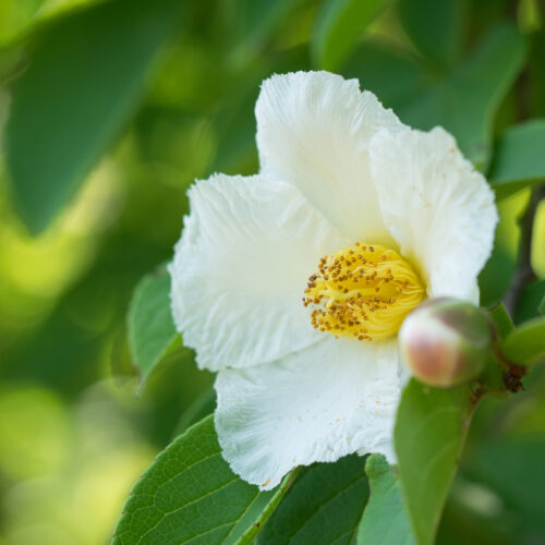 Stewartia