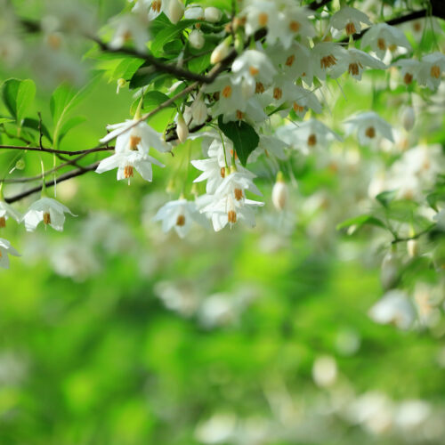 Styrax