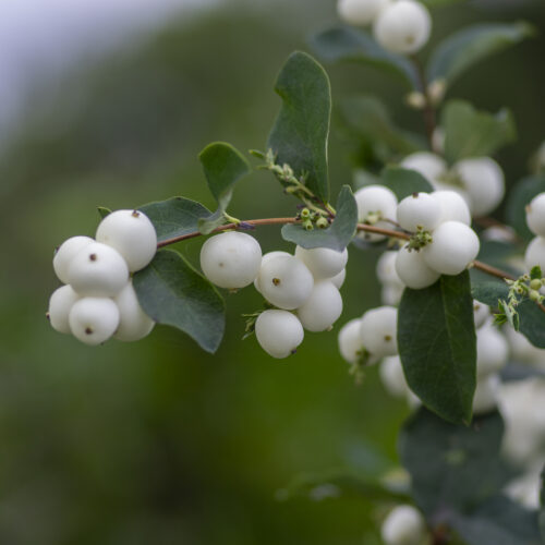 Symphoricarpos