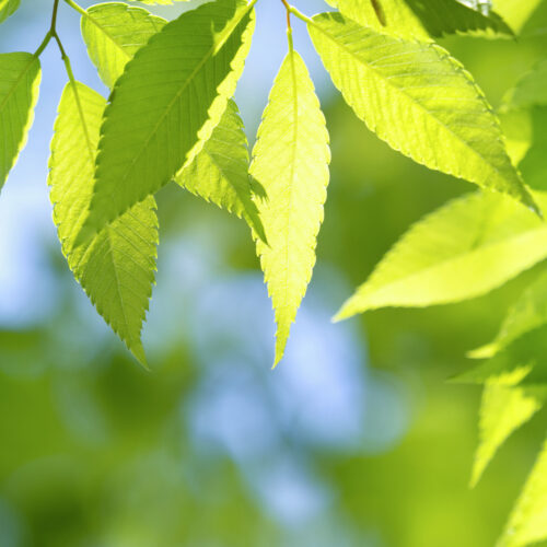 Zelkova