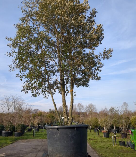 Quercus Ilex