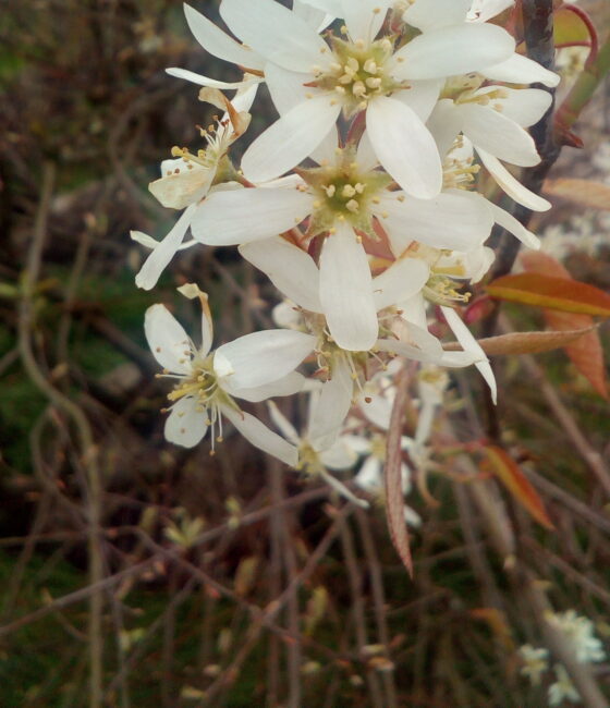 Amelanchier lamarckii